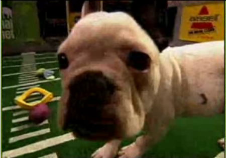 The Superbowl Done Doggie Style